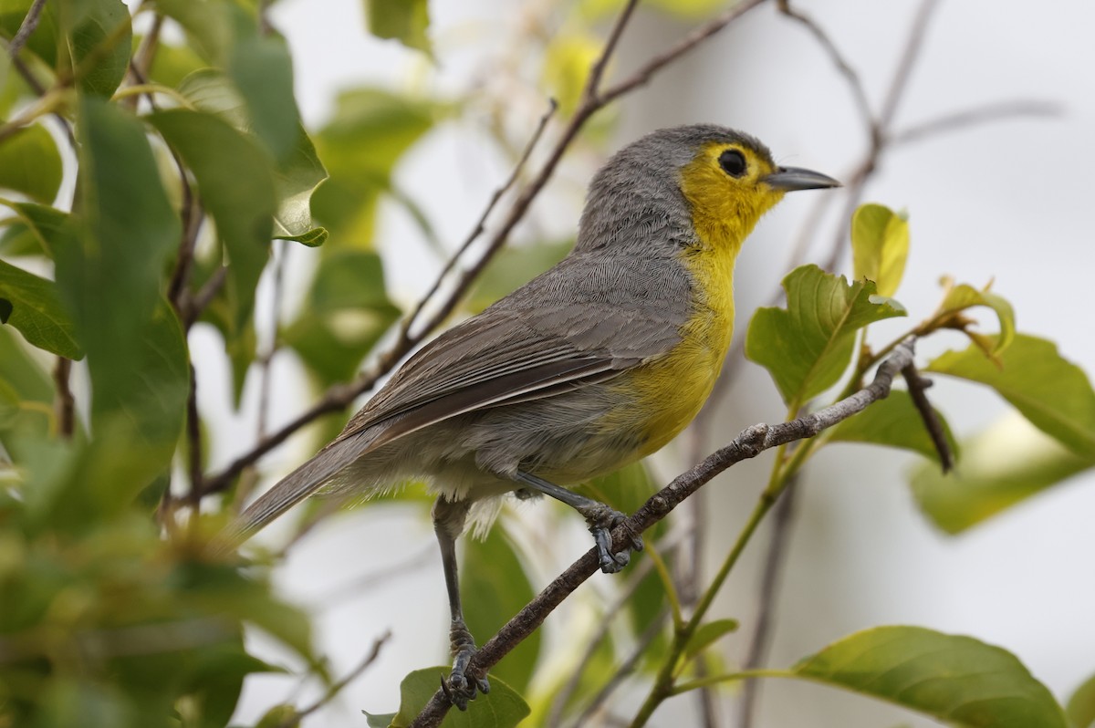 Oriente Warbler - ML659528816