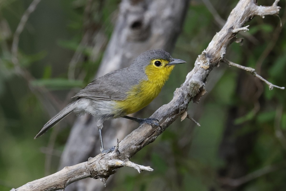 Oriente Warbler - ML659528817