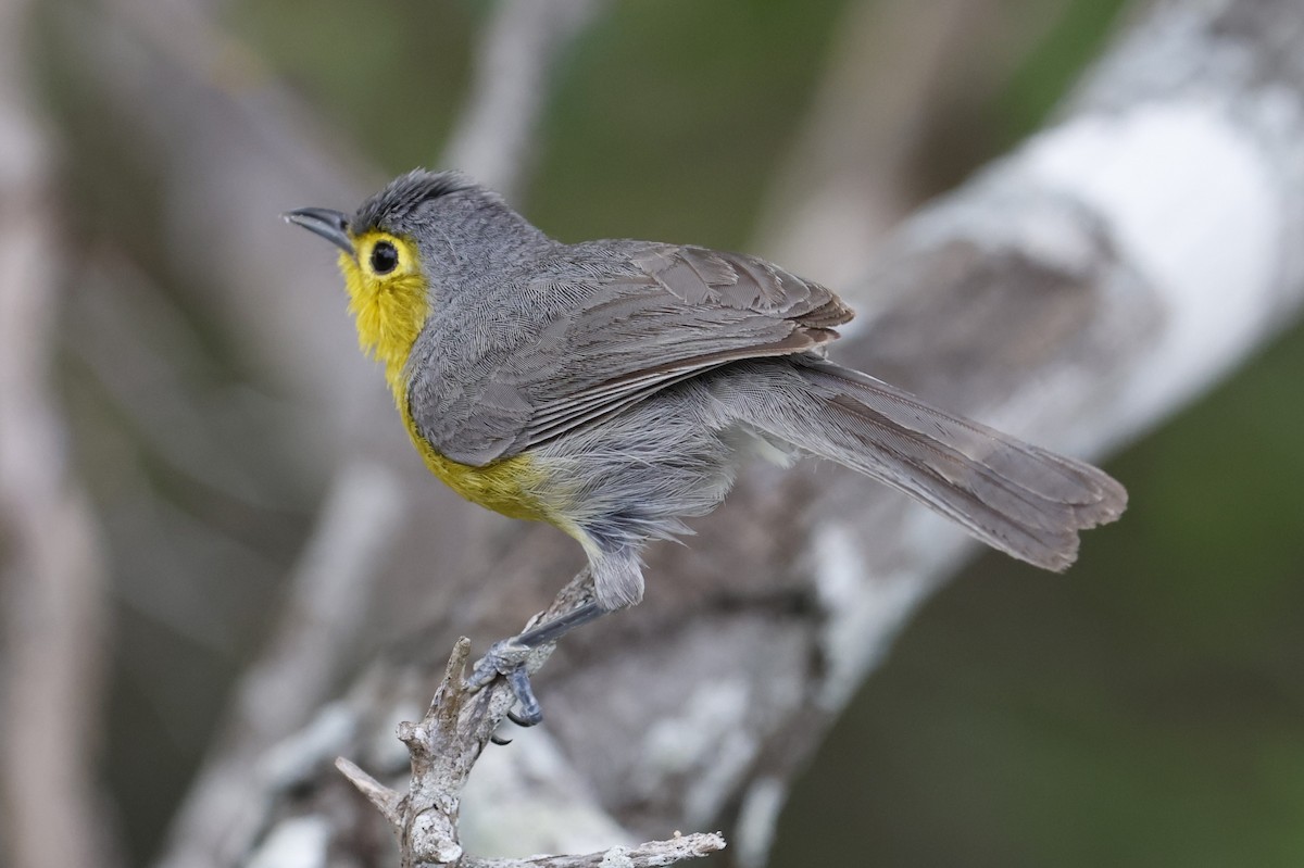 Oriente Warbler - ML659528818