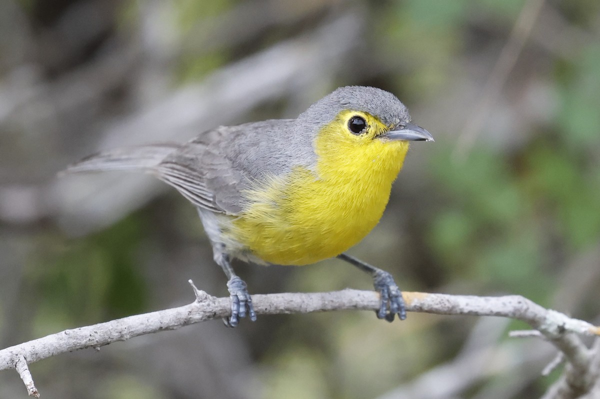 Oriente Warbler - ML659528819