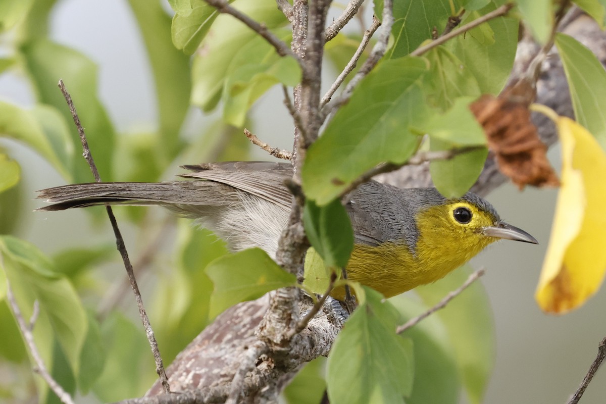 Oriente Warbler - ML659528820