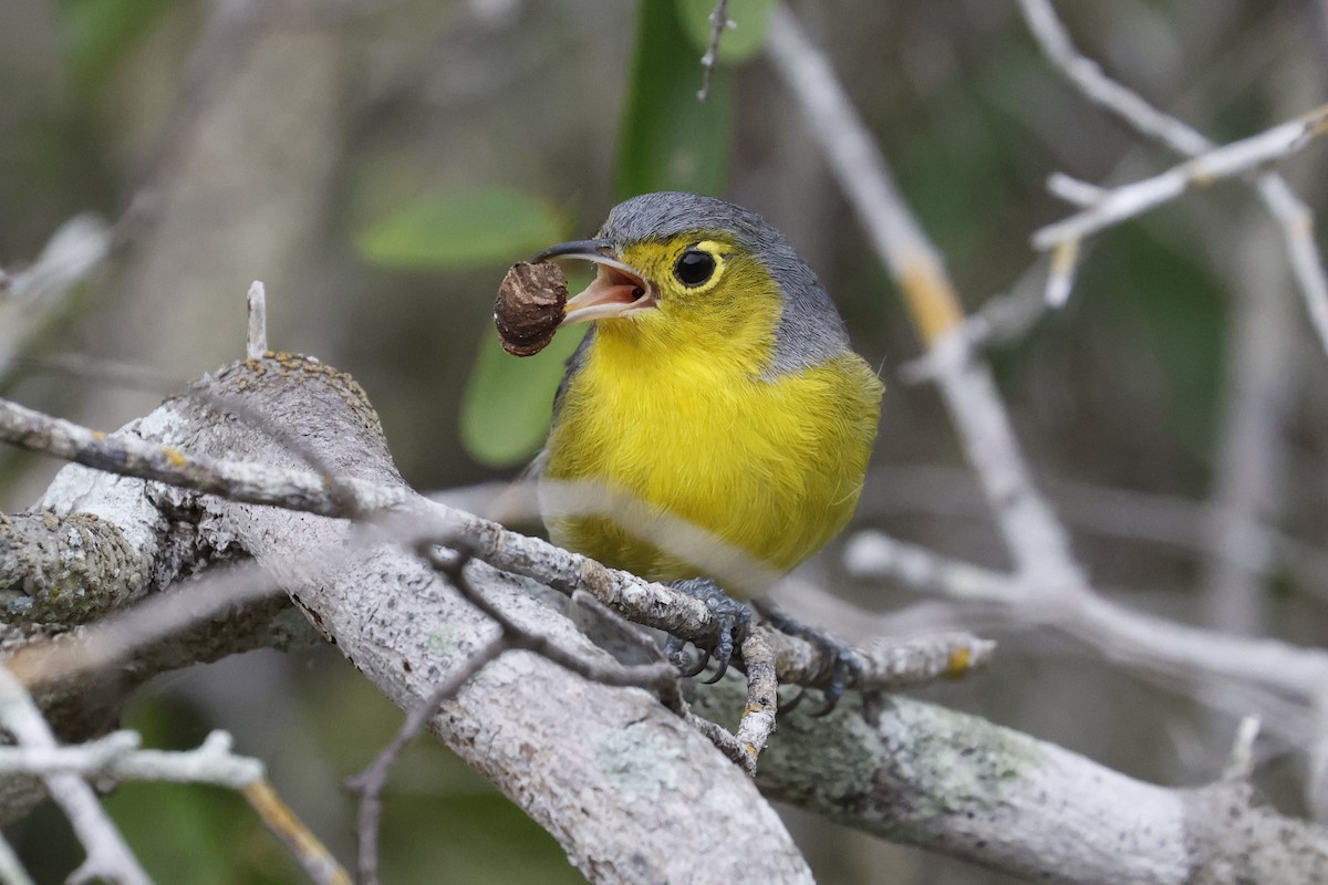 Oriente Warbler - ML659528821