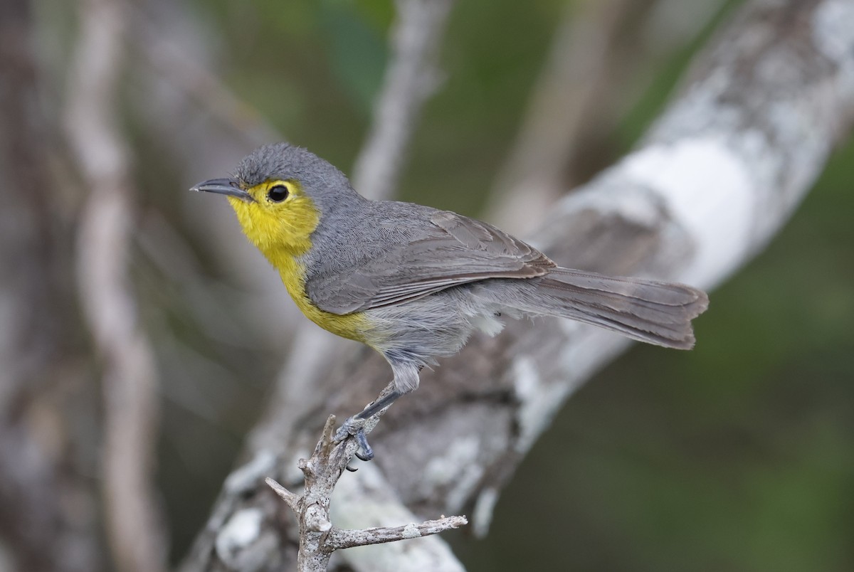 Oriente Warbler - ML659528822