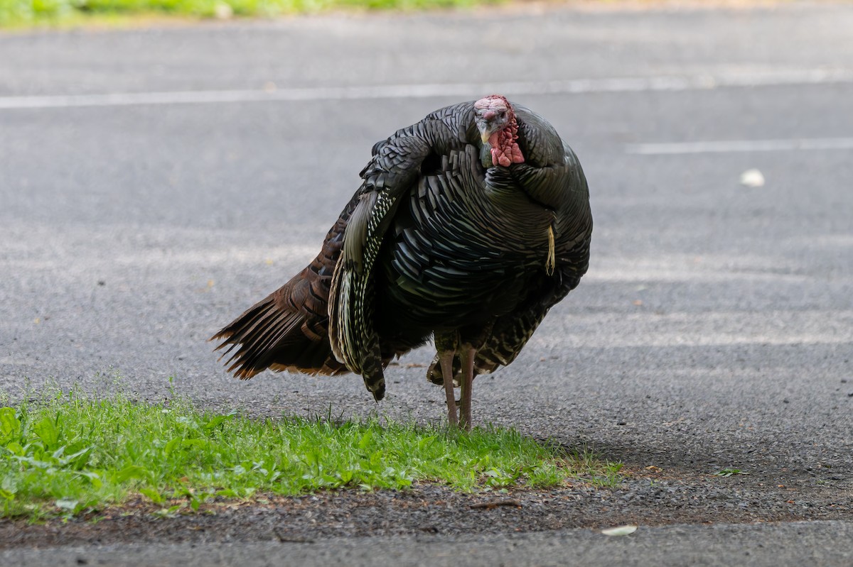 Wild Turkey - ML659529170