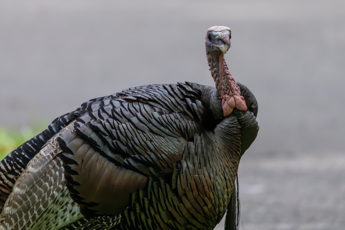 Wild Turkey - ML659529171