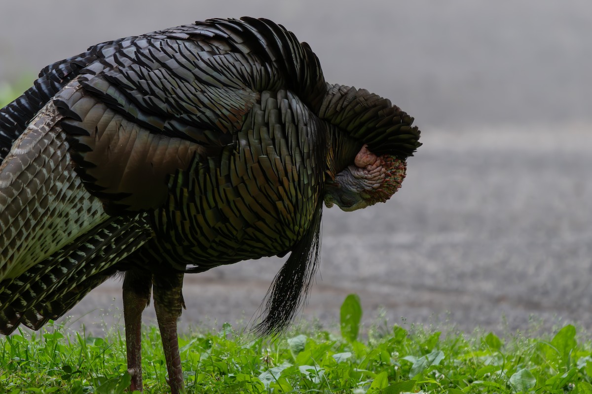 Wild Turkey - ML659529172
