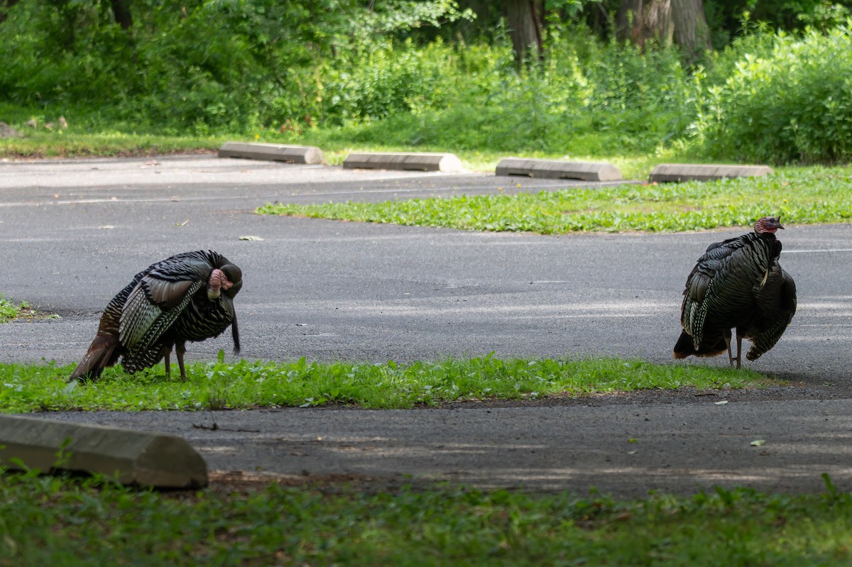 Wild Turkey - ML659529173
