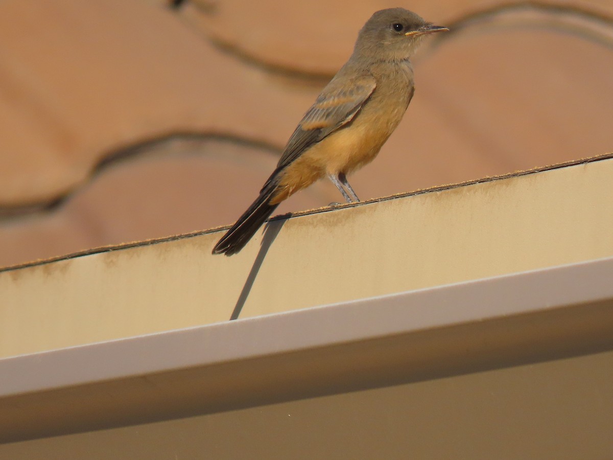 Say's Phoebe - ML659529567