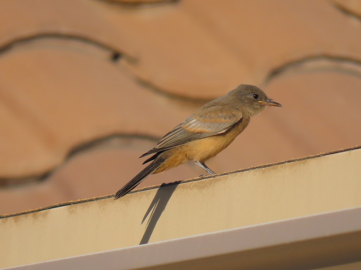 Say's Phoebe - ML659529568