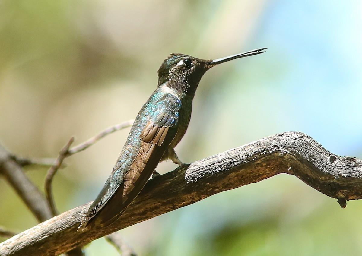 Rivoli's Hummingbird - ML659529653