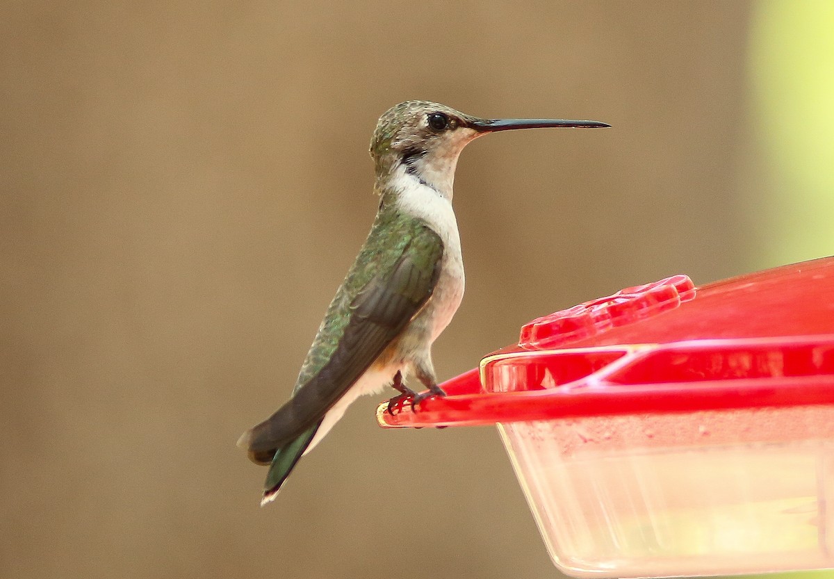 Black-chinned Hummingbird - ML659529667