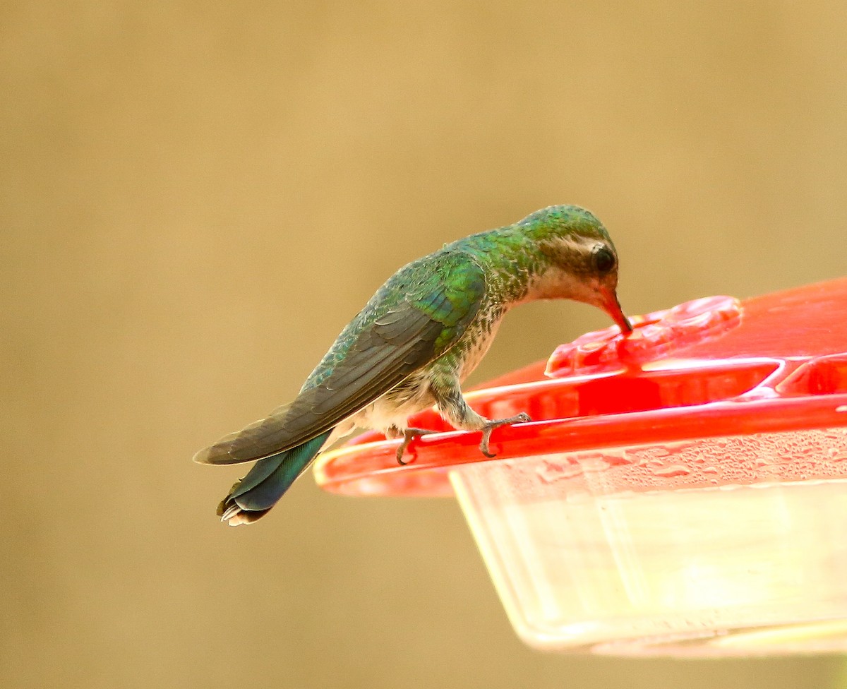 Broad-billed Hummingbird - ML659529686