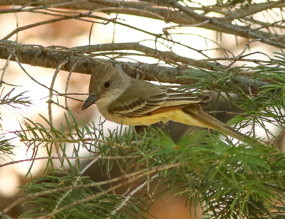 Brown-crested Flycatcher - ML659529745