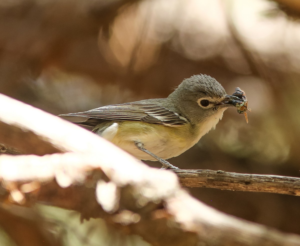 Plumbeous Vireo - ML659529758
