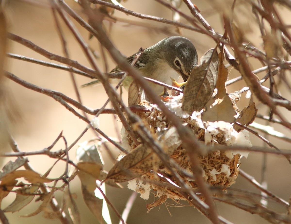 Plumbeous Vireo - ML659529770