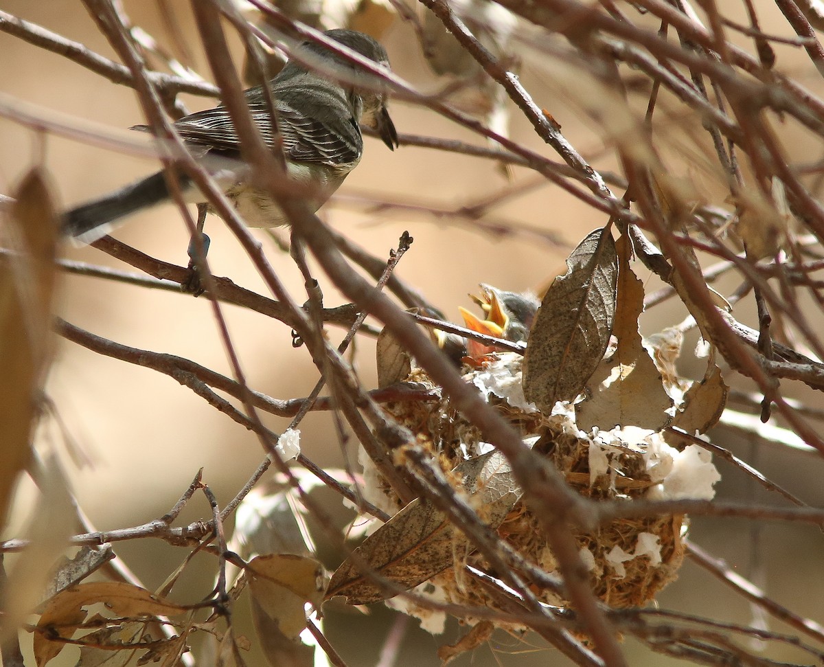 Plumbeous Vireo - ML659529778