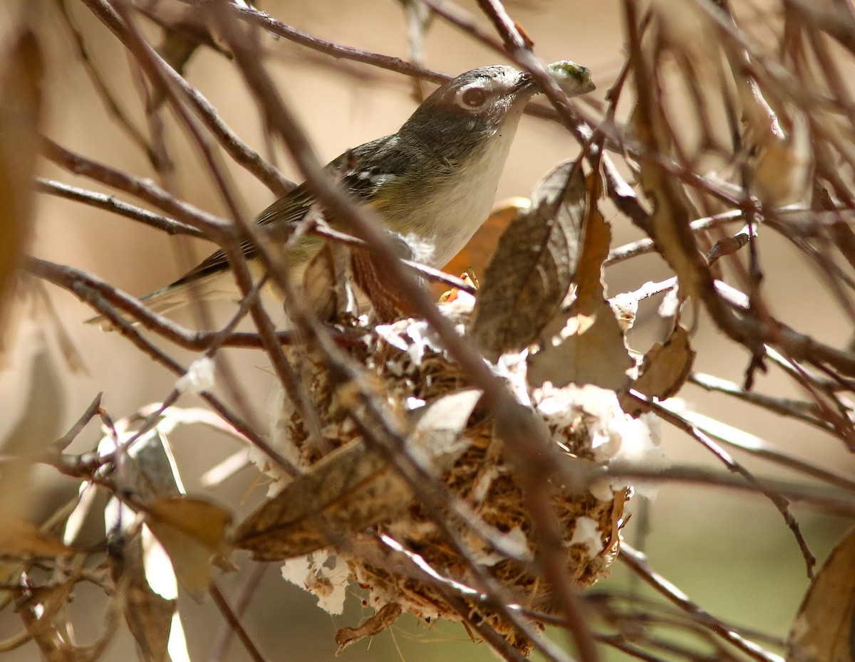 Plumbeous Vireo - ML659529819