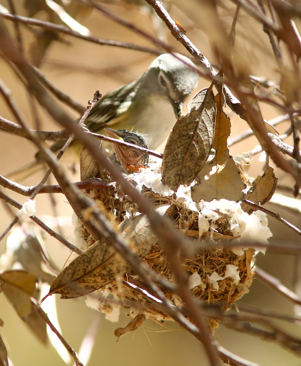Plumbeous Vireo - ML659529847
