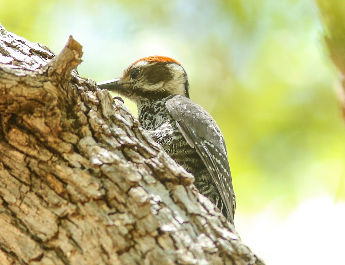 Arizona Woodpecker - ML659529921
