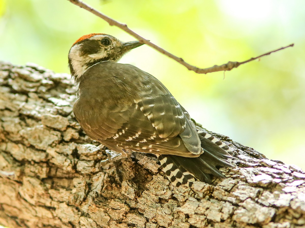 Arizona Woodpecker - ML659529922
