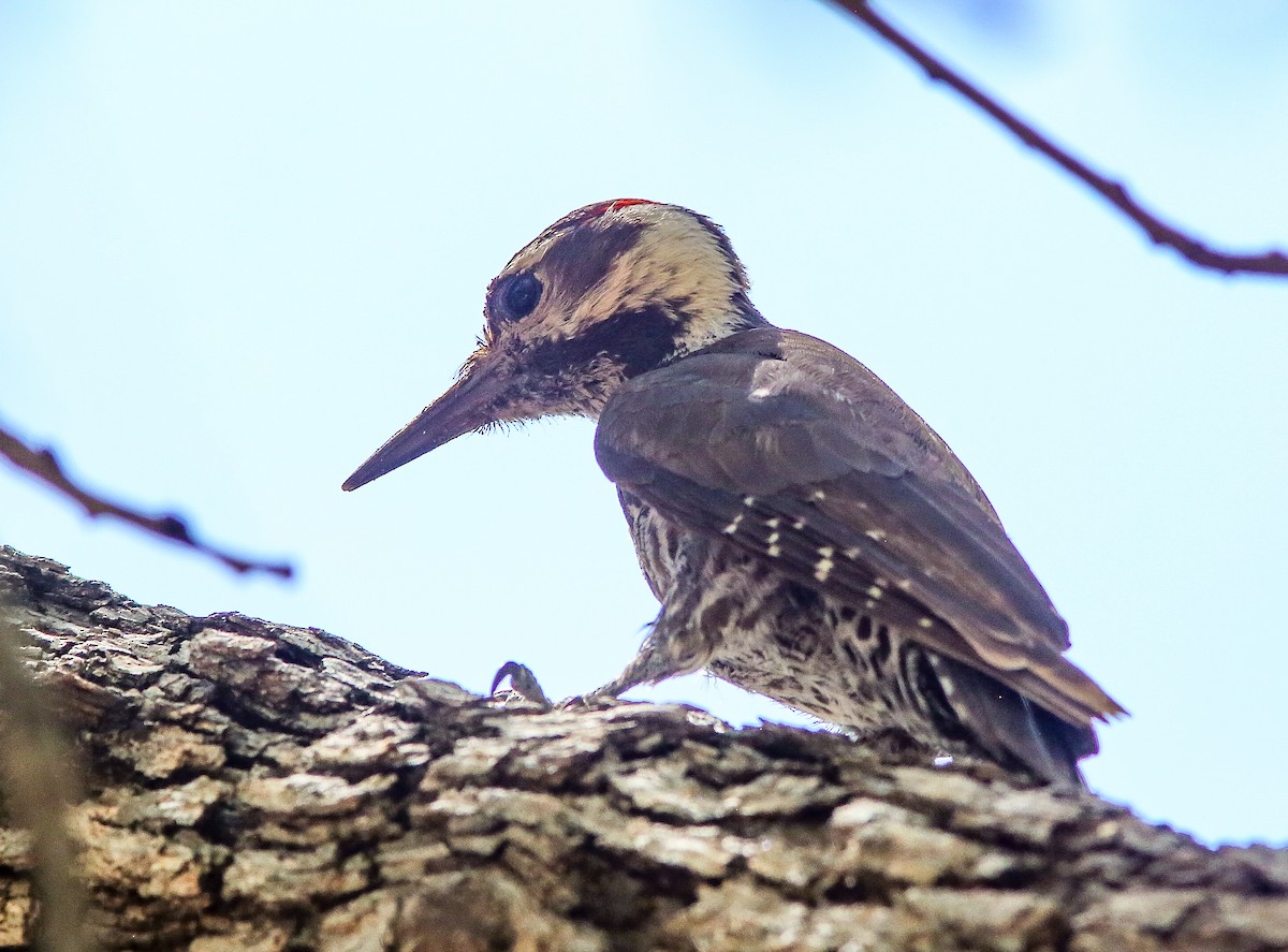 Arizona Woodpecker - ML659529950