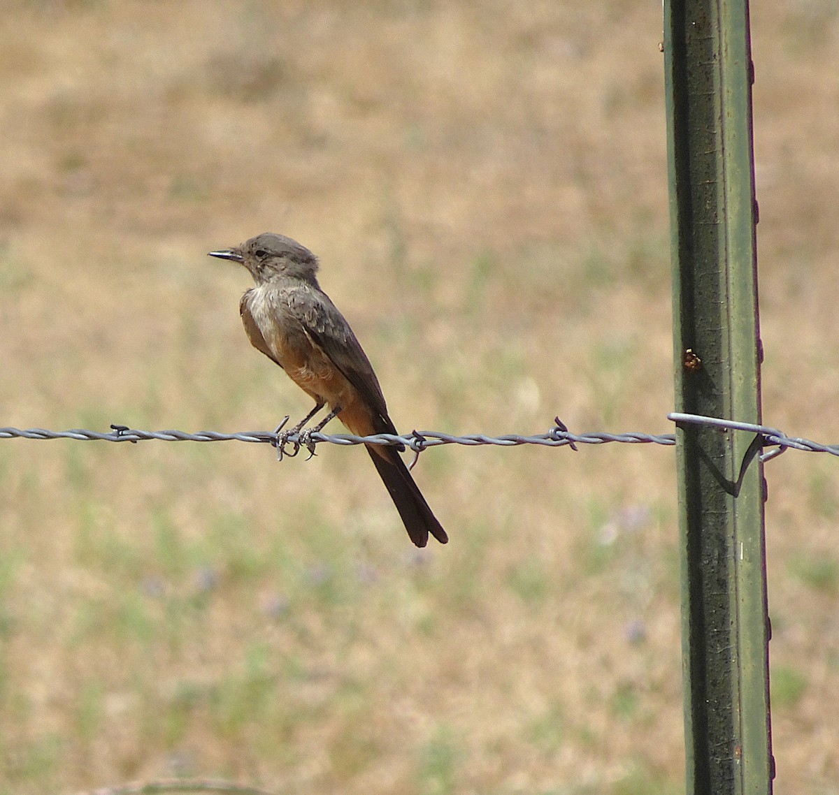Say's Phoebe - ML659530057
