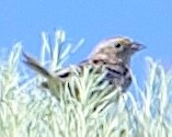 Grasshopper Sparrow - ML659530752