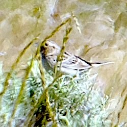 Grasshopper Sparrow - ML659530763