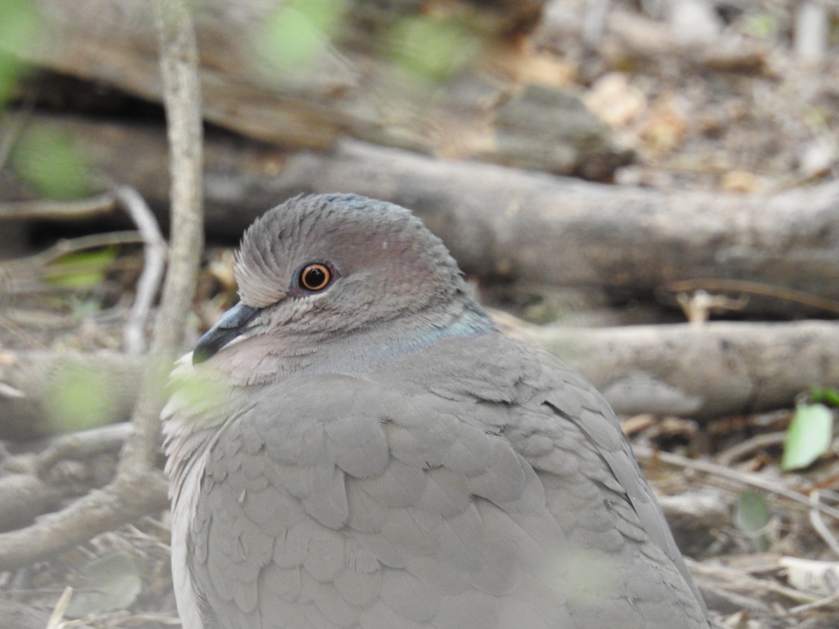 White-tipped Dove - ML659531303