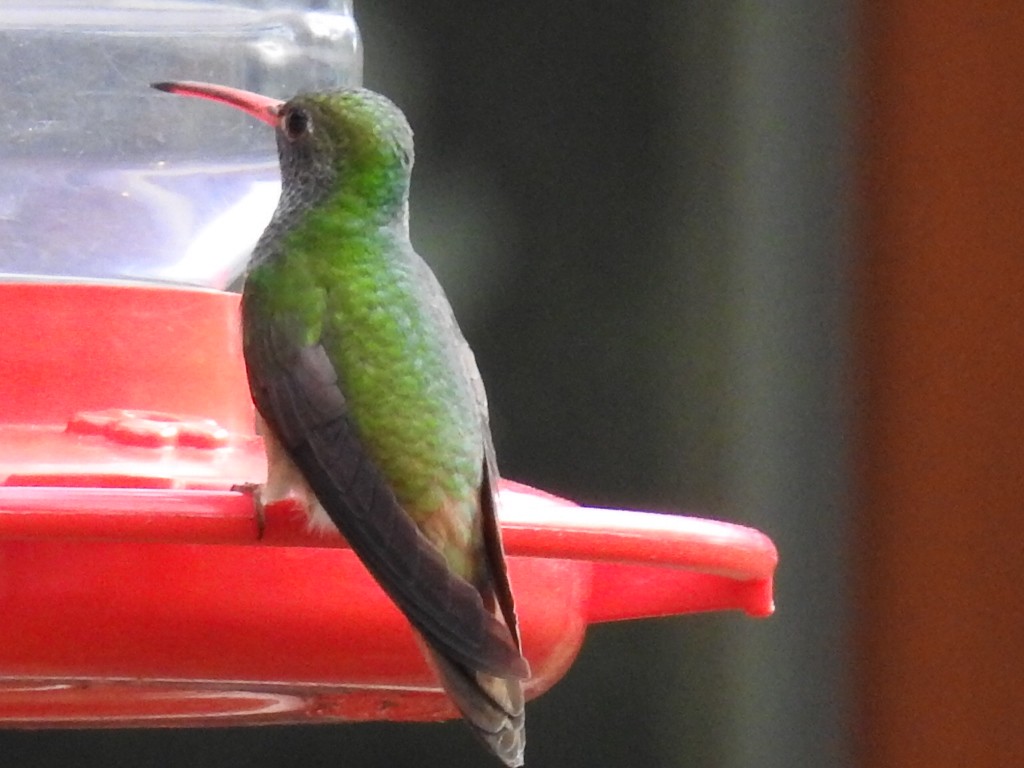 Buff-bellied Hummingbird - ML659531340