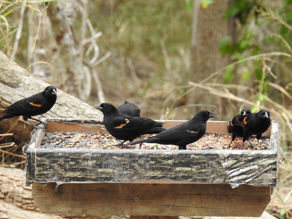 Red-winged Blackbird - ML659531510