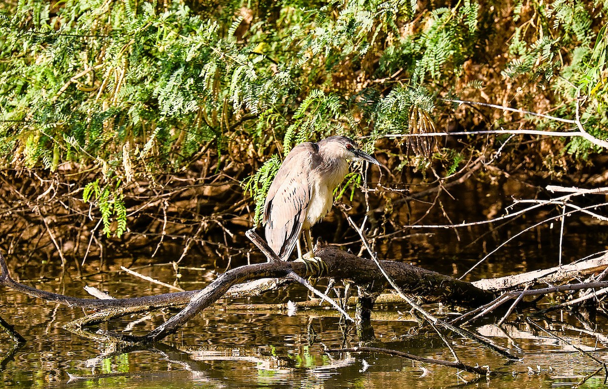 Black-crowned Night Heron - ML659531695