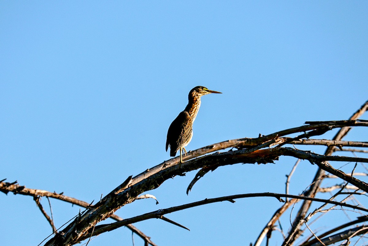 Green Heron - ML659531716