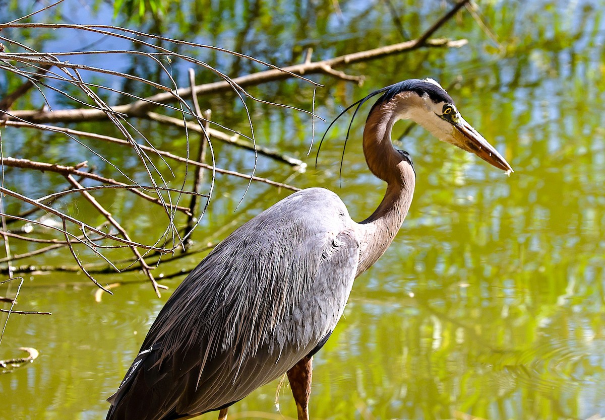 Great Blue Heron - ML659531760