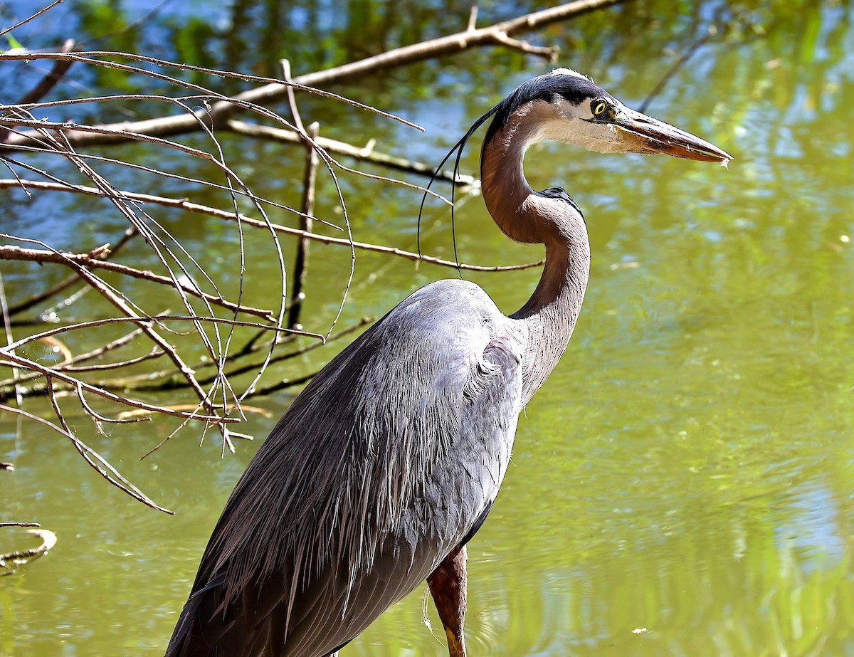 Great Blue Heron - ML659531761