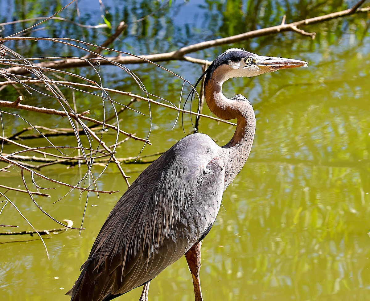 Great Blue Heron - ML659531762
