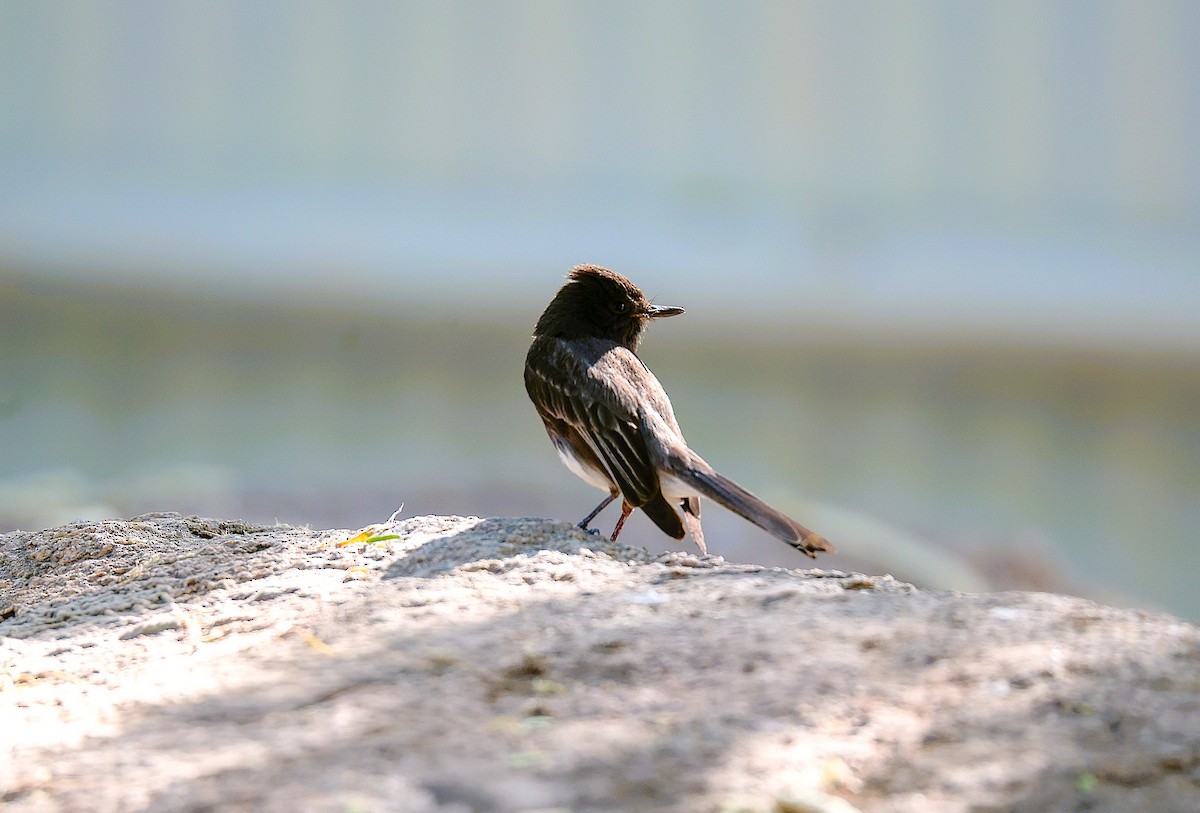 Black Phoebe - ML659531814