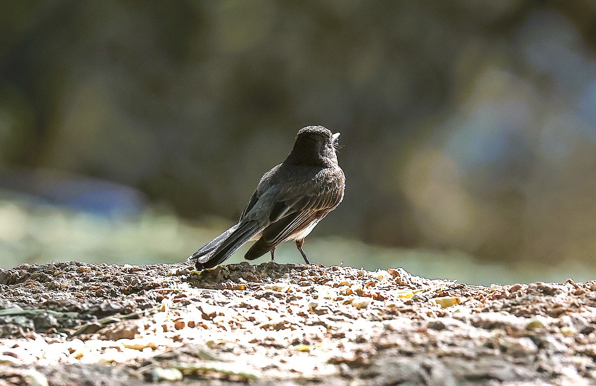 Black Phoebe - ML659531815
