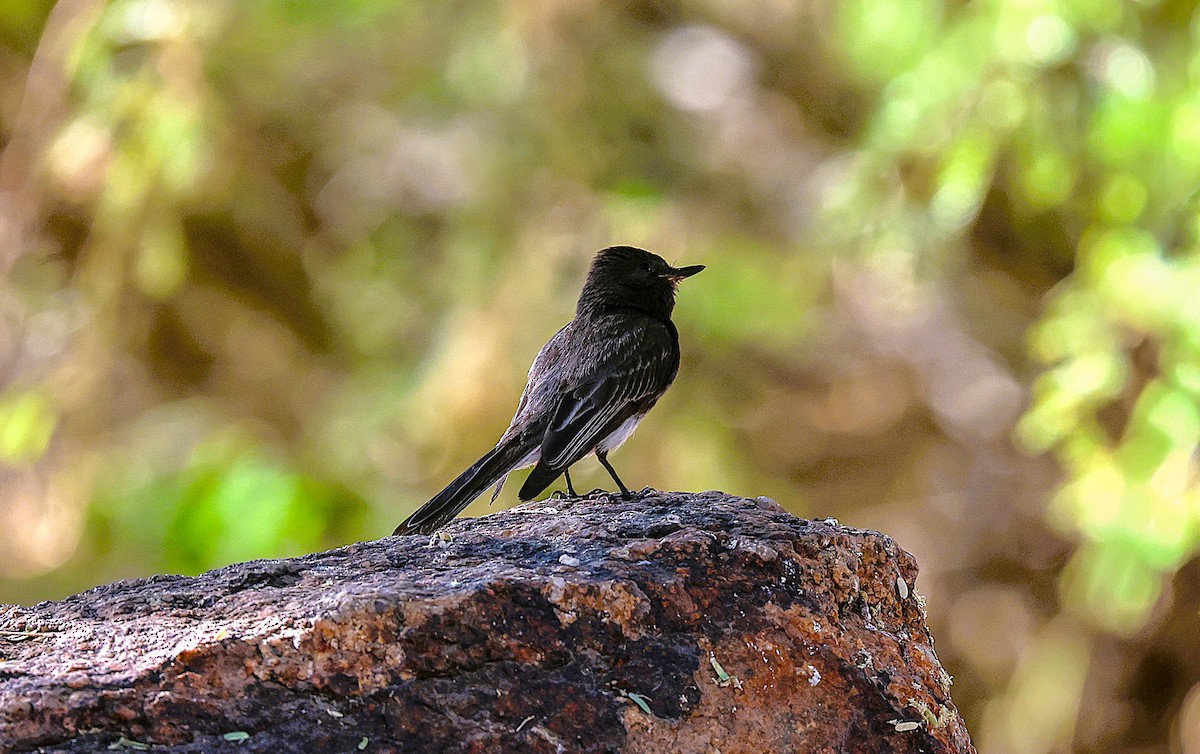 Black Phoebe - ML659531816