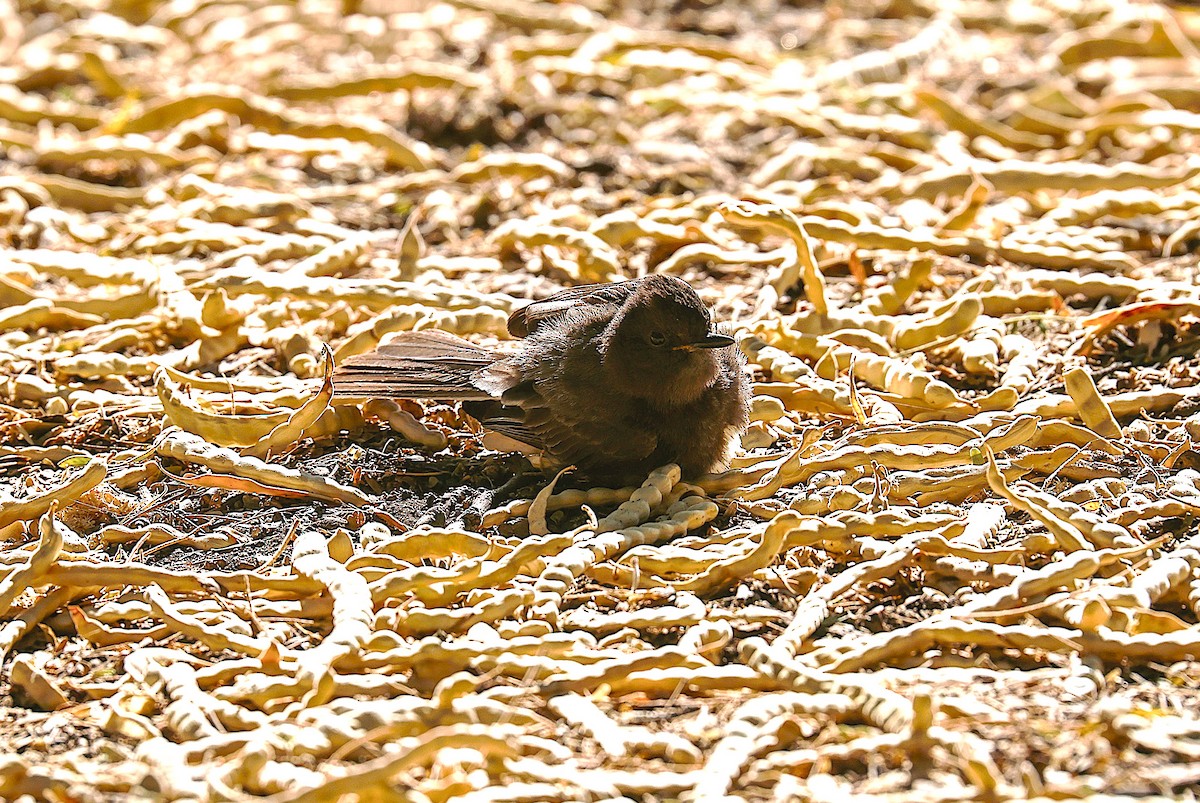 Black Phoebe - ML659531817
