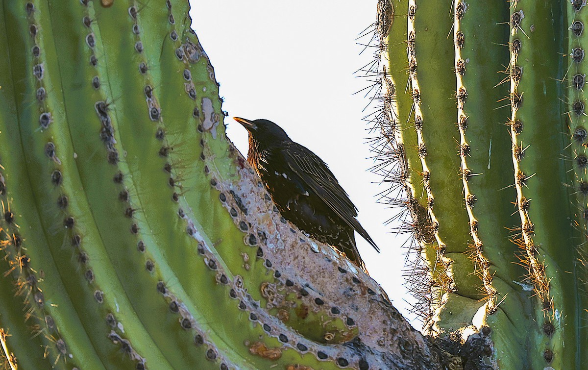European Starling - ML659531835