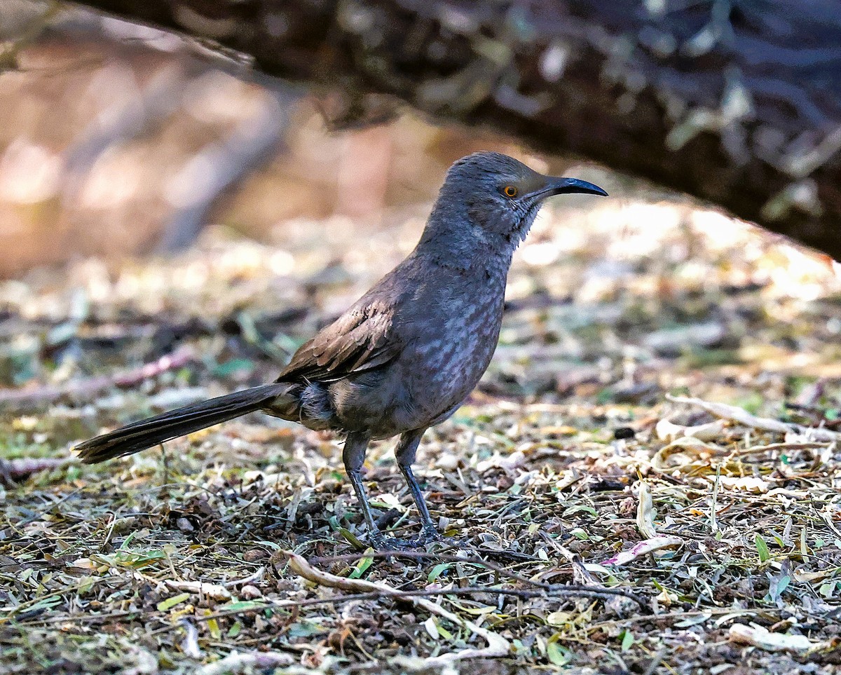 Curve-billed Thrasher - ML659531850