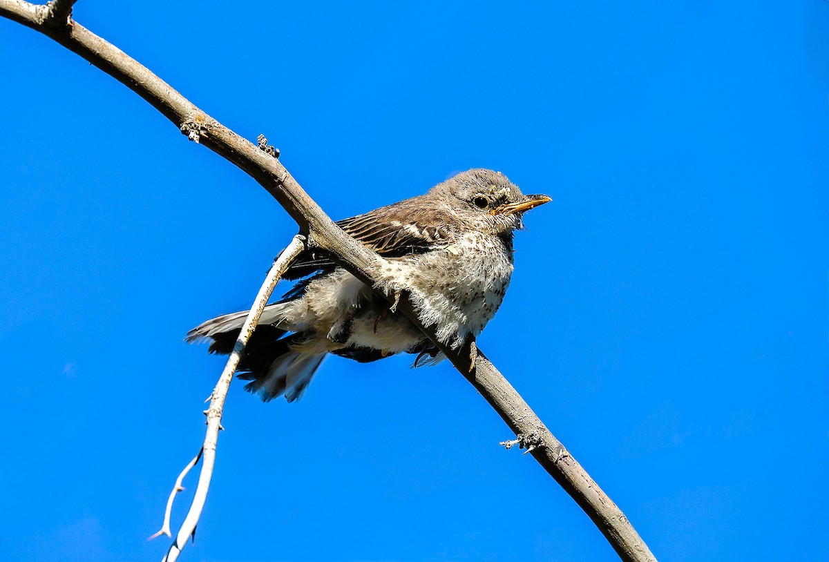 Northern Mockingbird - ML659531858