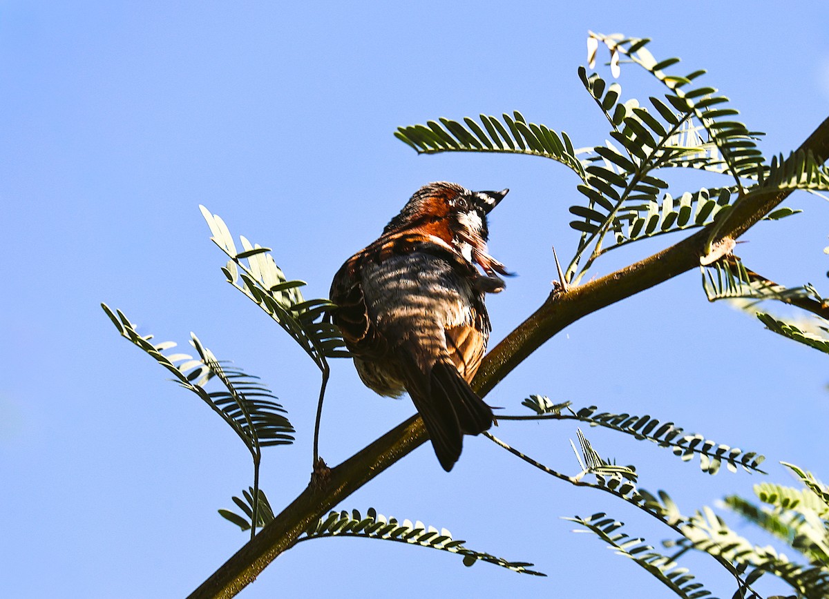 House Sparrow - ML659531879