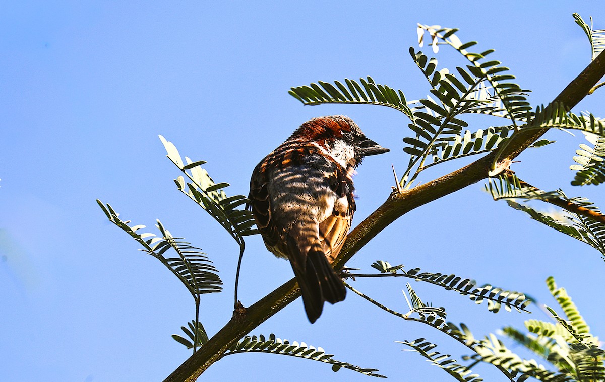 House Sparrow - ML659531880