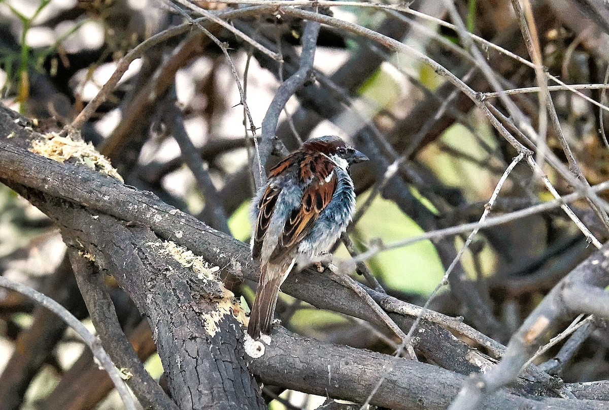 House Sparrow - ML659531881