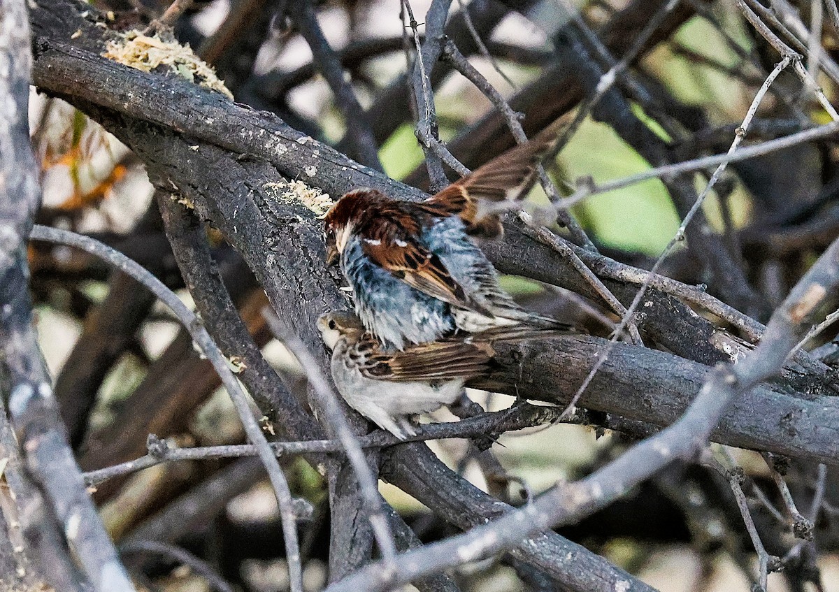 House Sparrow - ML659531882