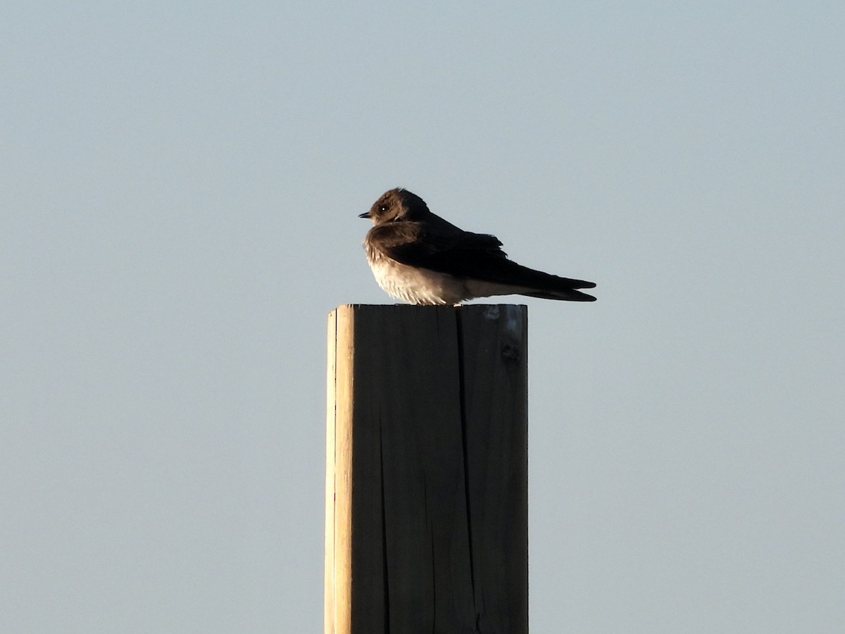 Northern Rough-winged Swallow - ML659531899