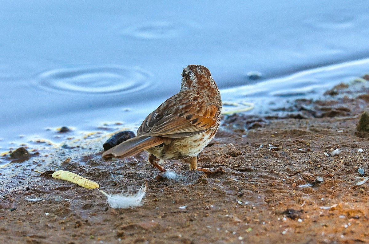 Song Sparrow - ML659531900
