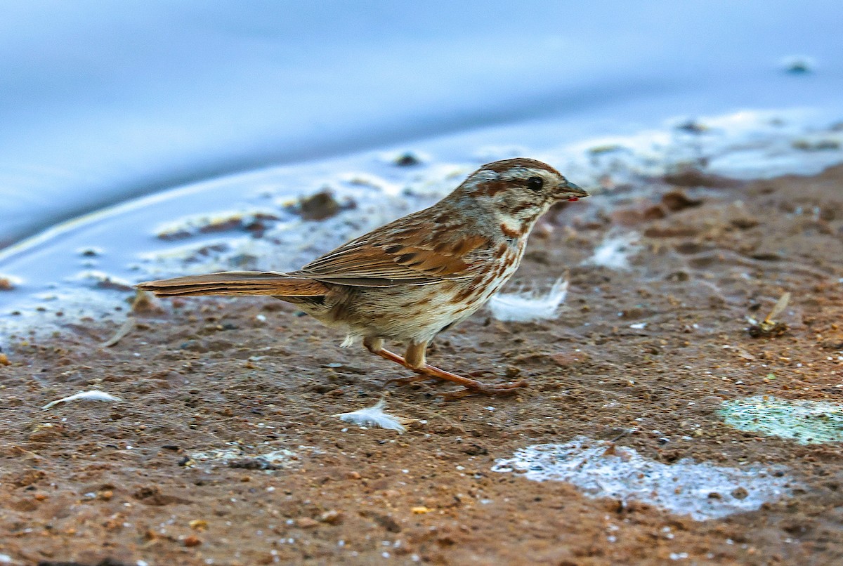Song Sparrow - ML659531901